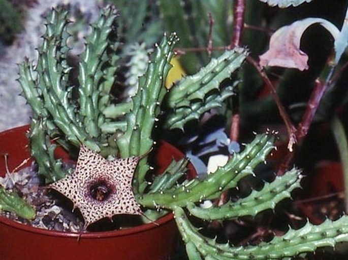 Huernia hislopii