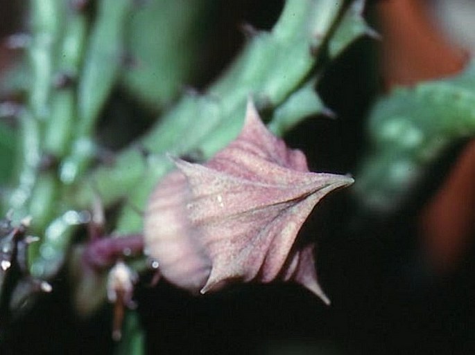 Huernia hislopii