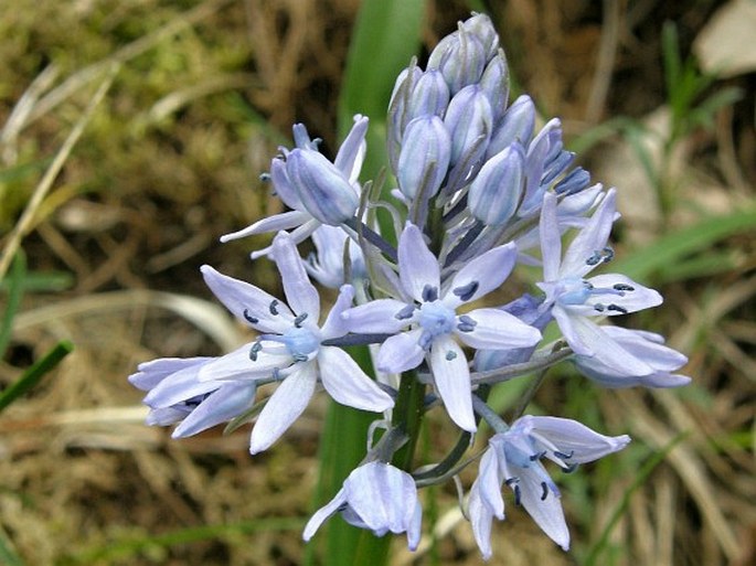 HYACINTHOIDES ITALICA (L.) Rothm.