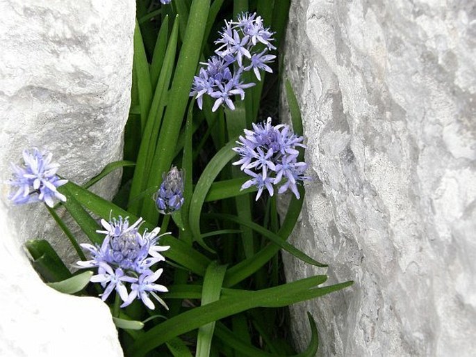 Hyacinthoides italica