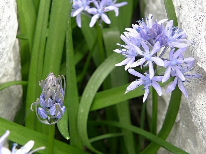 Hyacinthoides italica