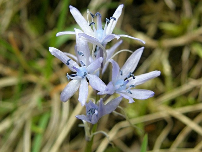 Hyacinthoides italica