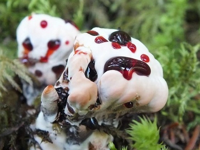 Hydnellum peckii