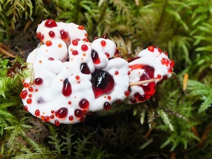 Hydnellum peckii