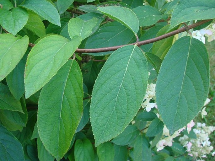 Hydrangea paniculata