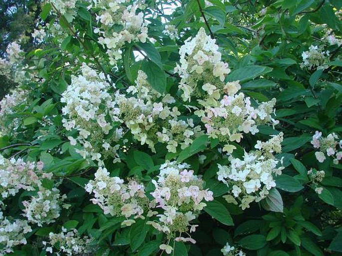 Hydrangea paniculata