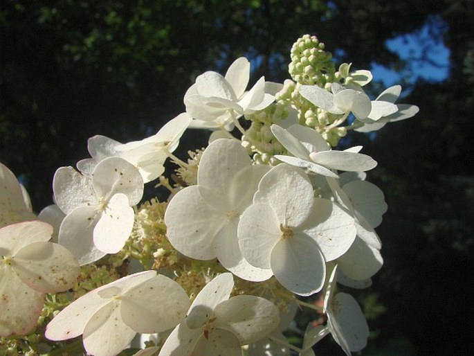 Hydrangea paniculata