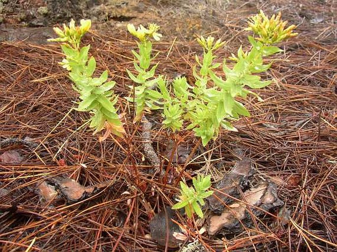 Hypericum reflexum