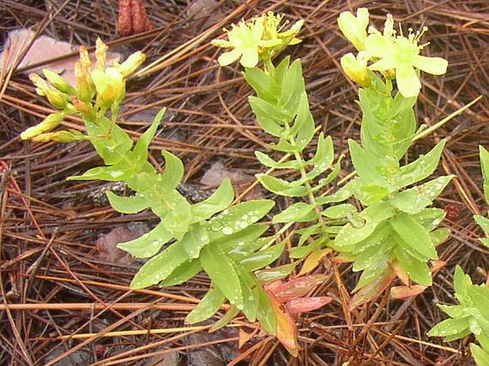 Hypericum reflexum