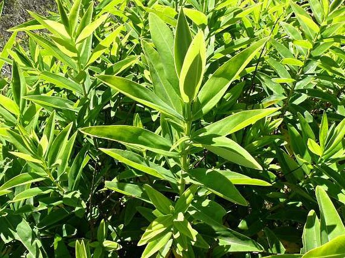 Hypericum quartinianum