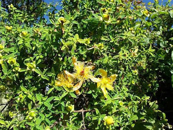 Hypericum revolutum