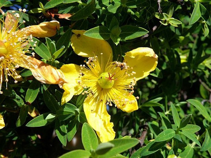 Hypericum revolutum