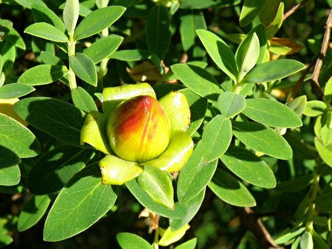 Hypericum revolutum