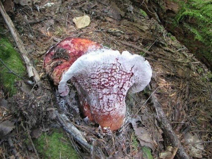 Hypomyces lactifluorum