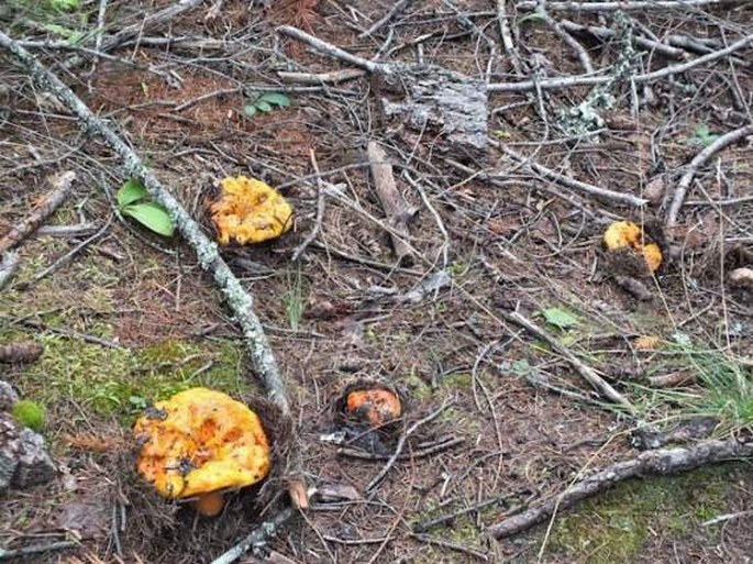 Hypomyces lactifluorum