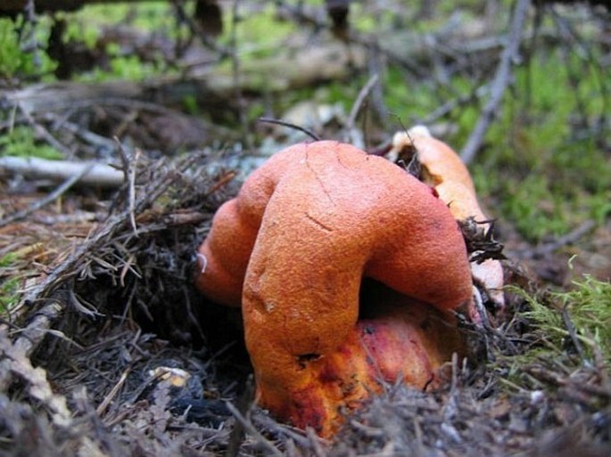 Hypomyces lactifluorum