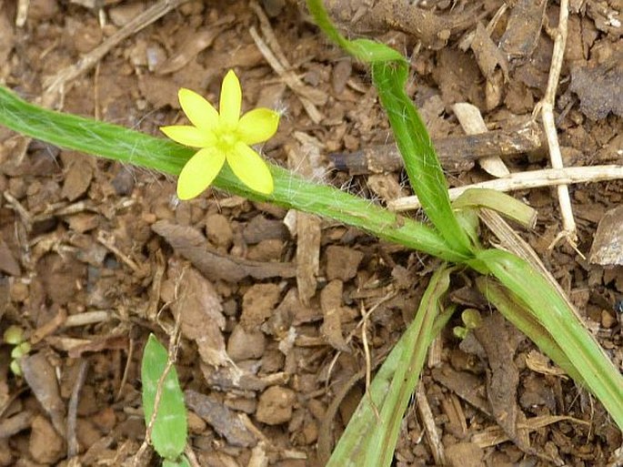 Hypoxis angustifolia