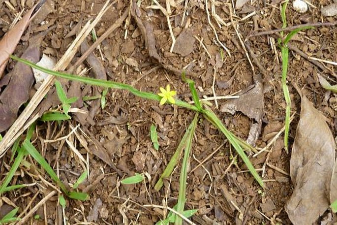 Hypoxis angustifolia