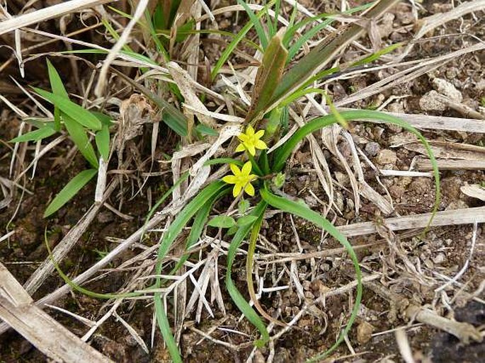 Hypoxis angustifolia