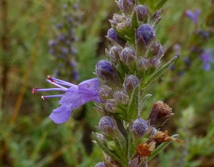 Hyssopus officinalis subsp. canescens