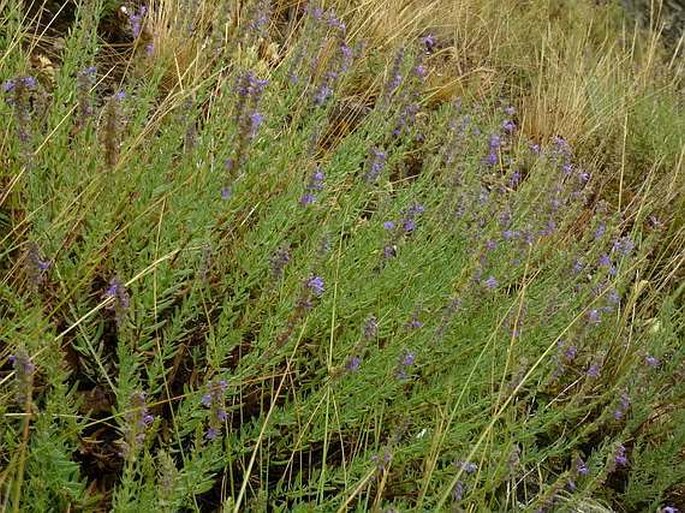 Hyssopus officinalis subsp. canescens