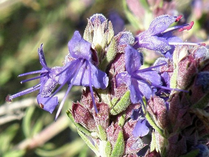 Hyssopus officinalis subsp. canescens