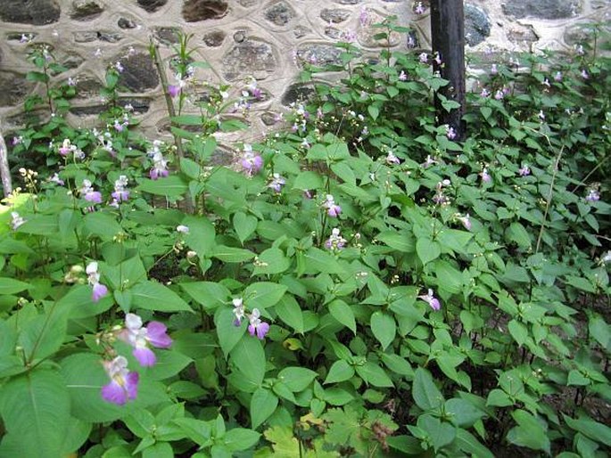 Impatiens balfourii