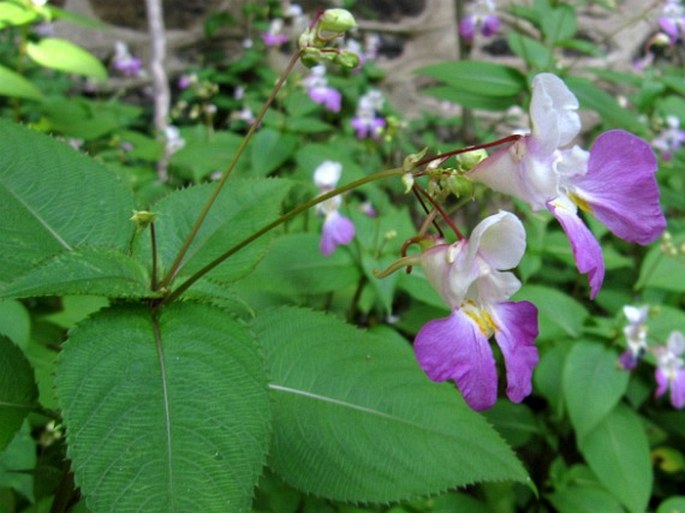 Impatiens balfourii