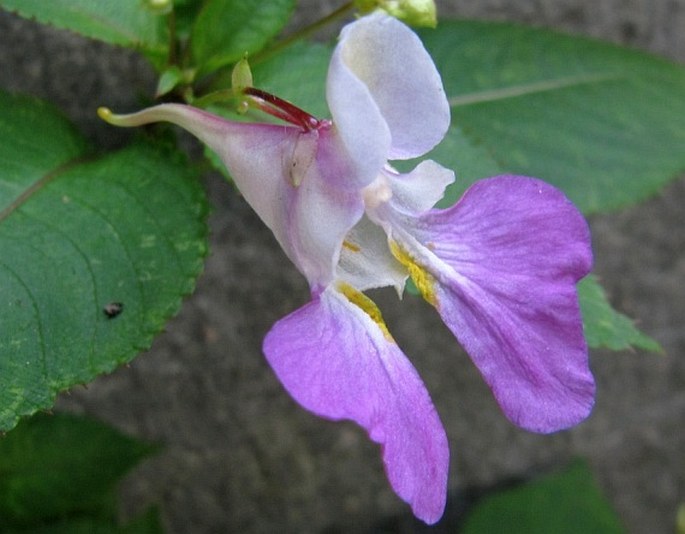 Impatiens balfourii