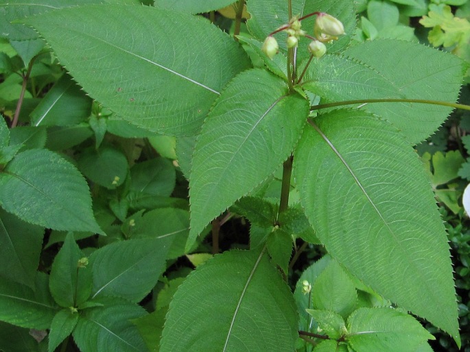 Impatiens balfourii