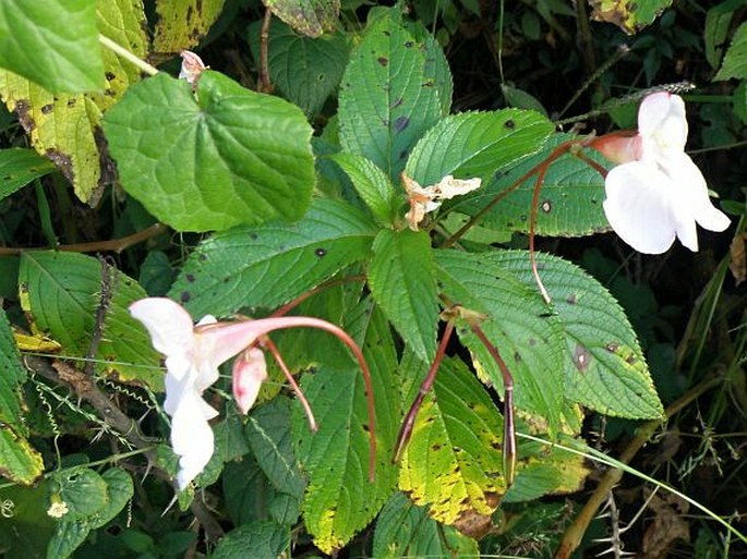 Impatiens tinctoria