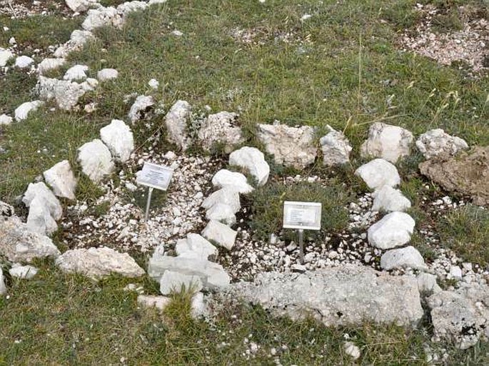 Giardino Botanico Alpino di Campo Imperatore