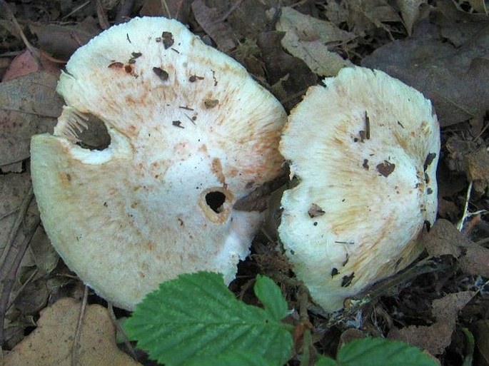 INOCYBE ERUBESCENS A. Blytt - vláknice začervenalá / vláknica Patouillardova