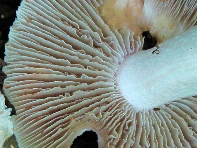 Inocybe erubescens