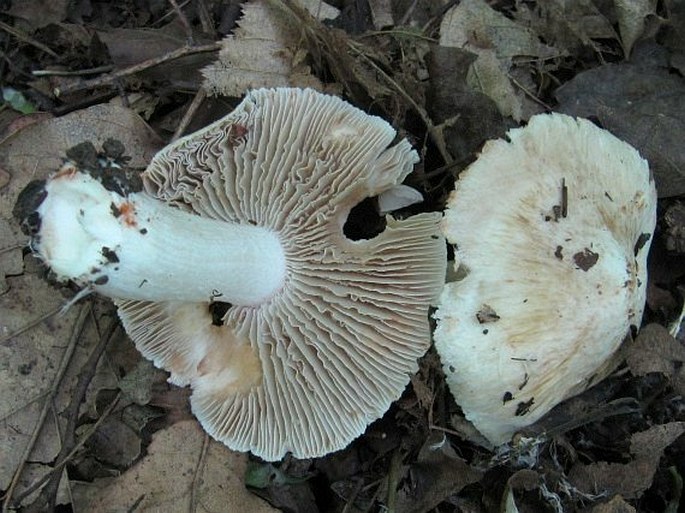 Inocybe erubescens