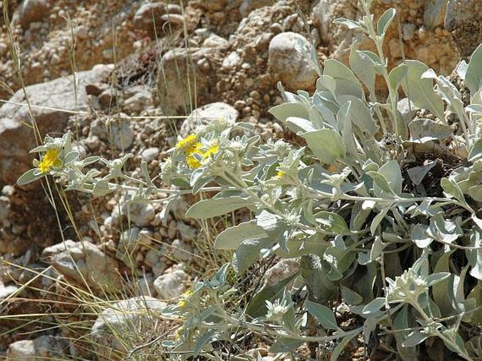 Inula verbascifolia