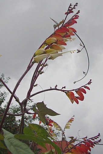 Ipomoea lobata