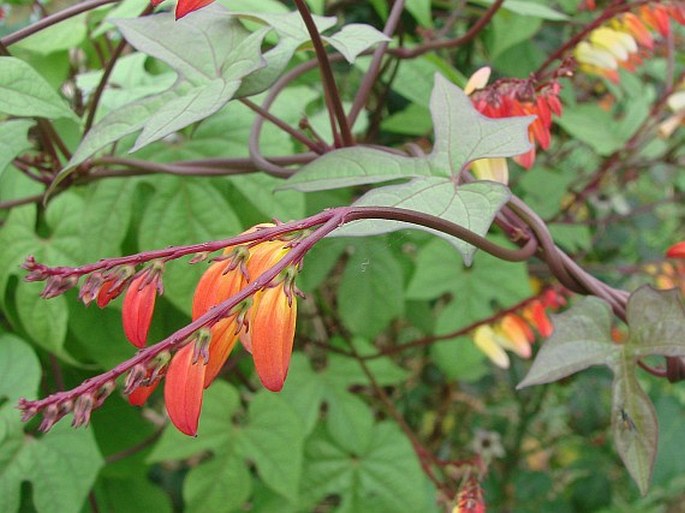 Ipomoea lobata