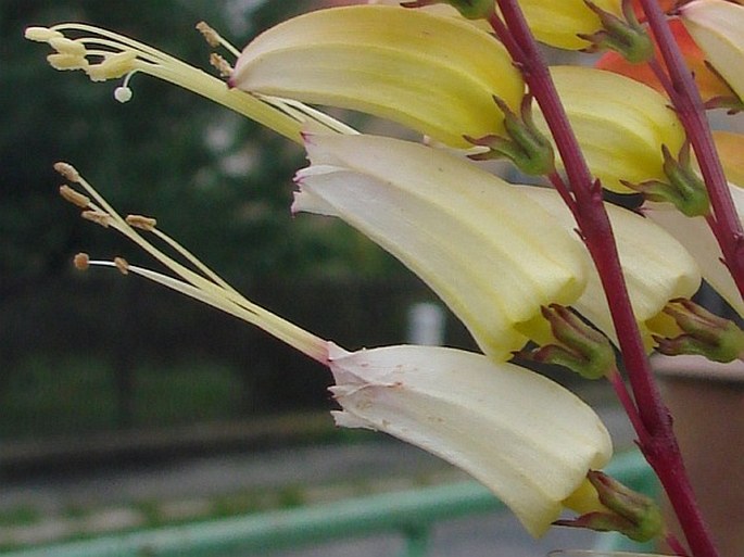 Ipomoea lobata