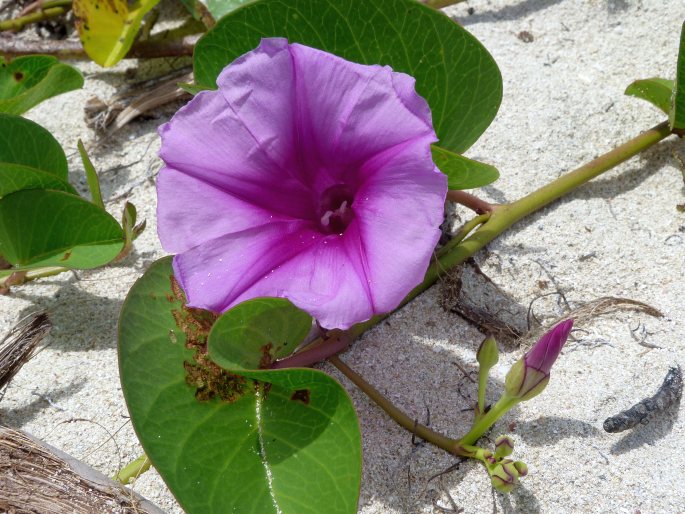 Ipomoea pes-caprae