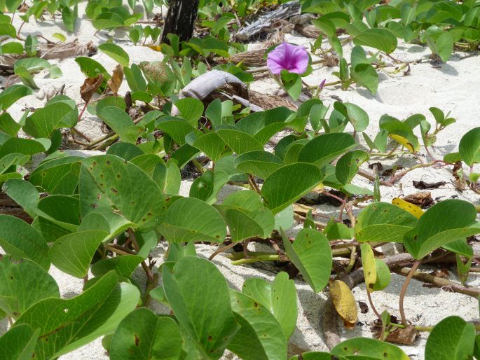 Ipomoea pes-caprae