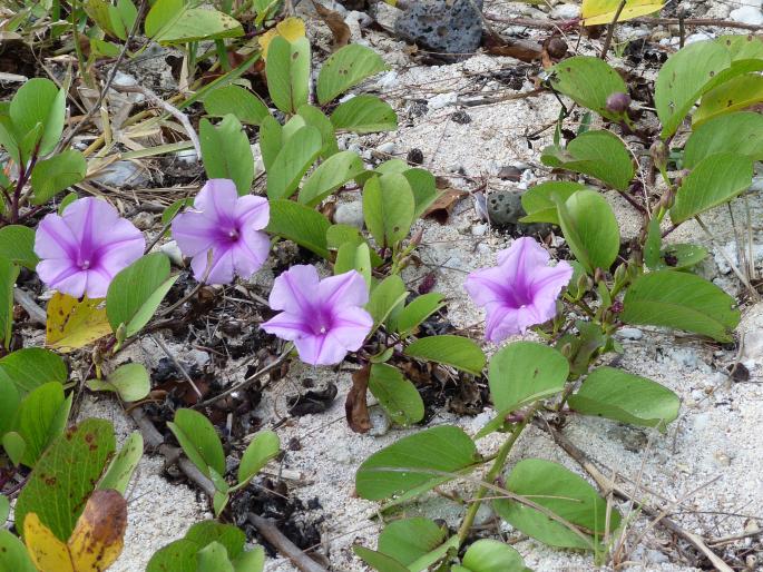 Ipomoea pes-caprae