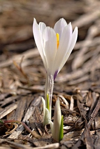 Iridaceae