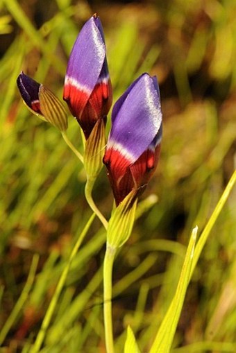 Iridaceae