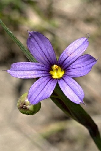Iridaceae