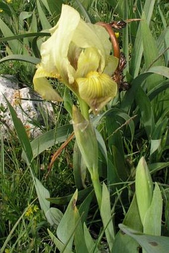 Iris bicapitata