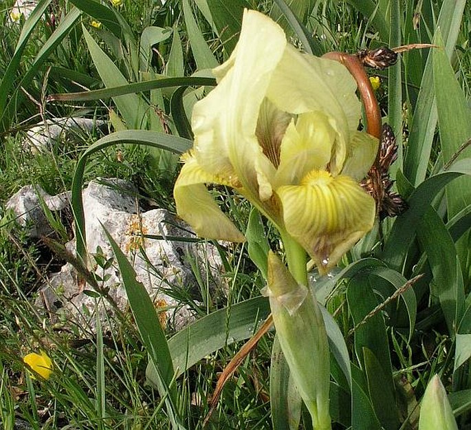 Iris bicapitata