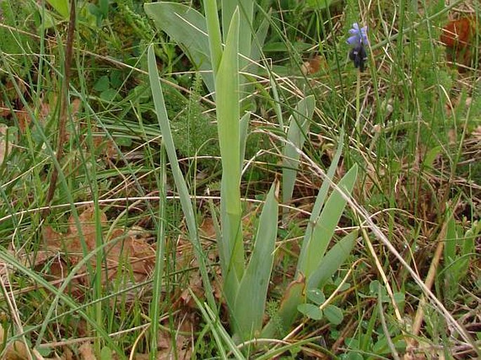 Iris bicapitata