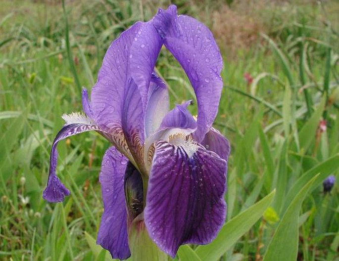 Iris bicapitata