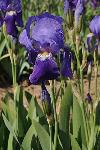 Iris × germanica